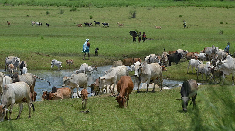 Gauchar Lands: A Key Resource for Sustainable Development in India